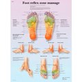 Fabrication Enterprises 3B® Anatomical Chart - Foot Massage, Reflex Zone, Paper 12-4604P